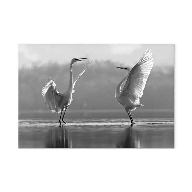 Birds' Love Dance (1-part) - White Swans Reflected in Water