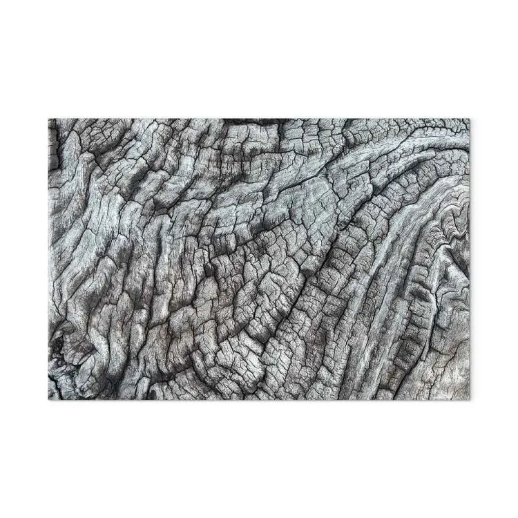Tree bark - the structure of nature in monochrome gray