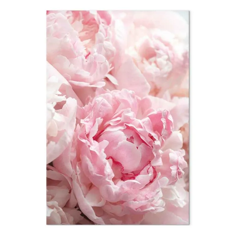 Blossoming Colors of Nature (1-part) - Peony Flower in Shades of Pink