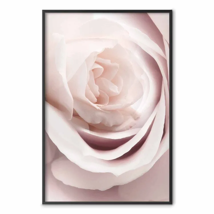 Porcelain Rose - light pink plant with a beautiful fresh rose flower