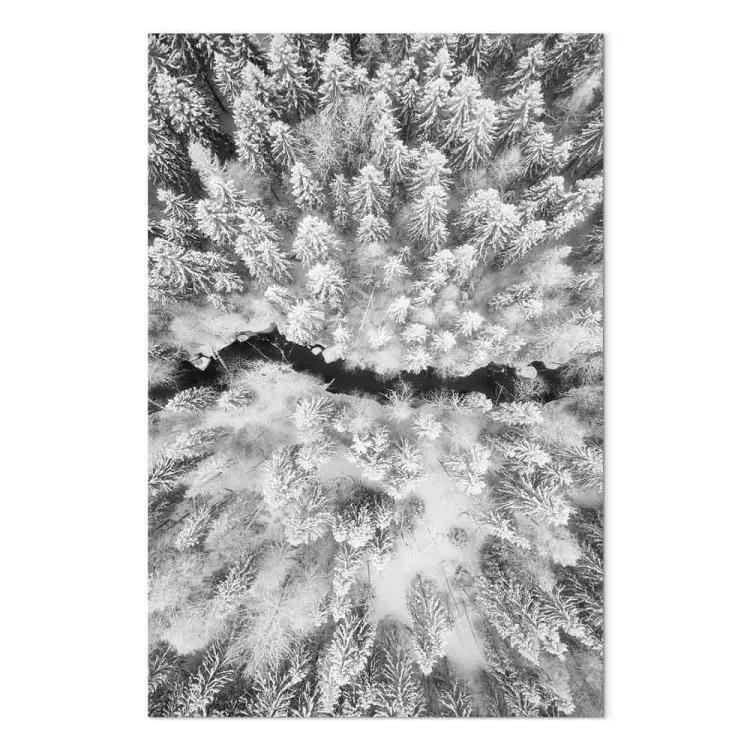Bird's eye winter forest view - black and white winter landscape photo