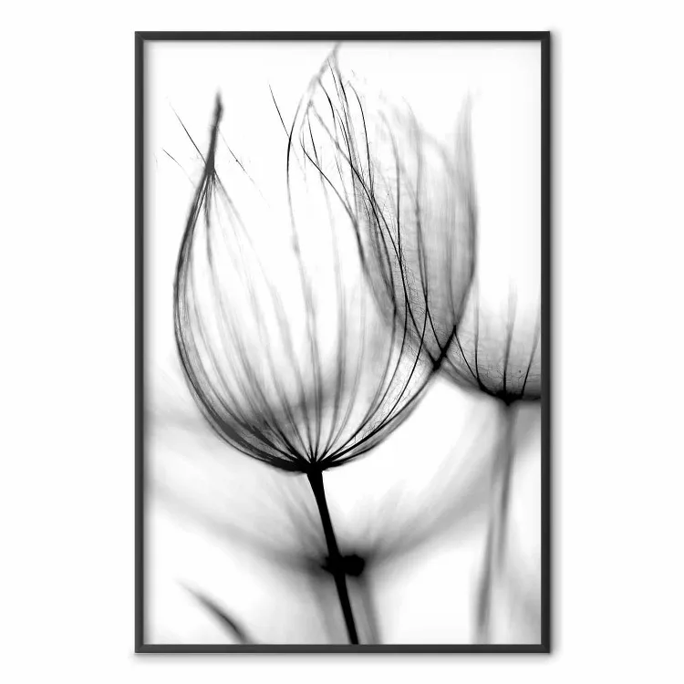 Dandelion in the Wind - black dandelion flower on a contrasting background