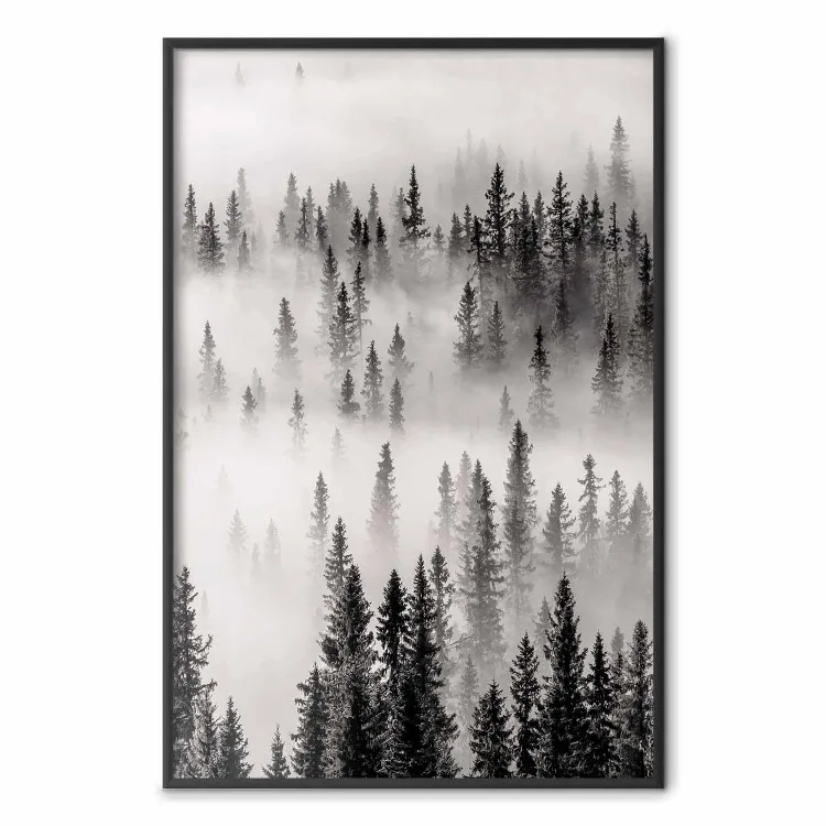 Nesting Site - landscape of a forest with spruce trees covered in thick fog