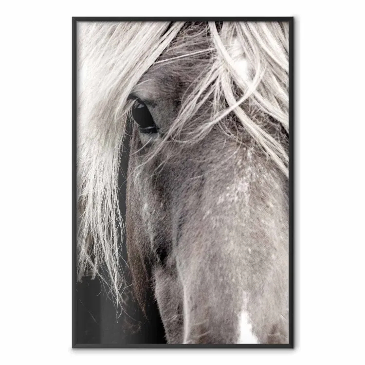 Free Spirit - black and white portrait of a horse with a clearly visible face
