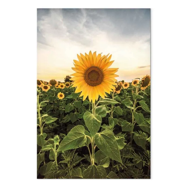 Sunflower Field (1-piece) Vertical - spring landscape of a meadow