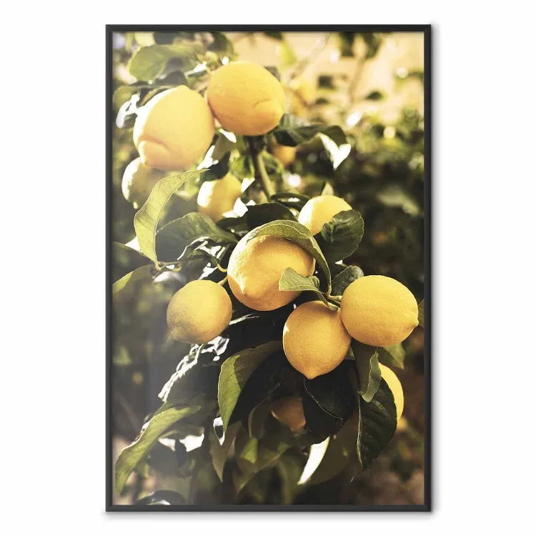 Italian Citrus - composition with yellow lemons against green plants