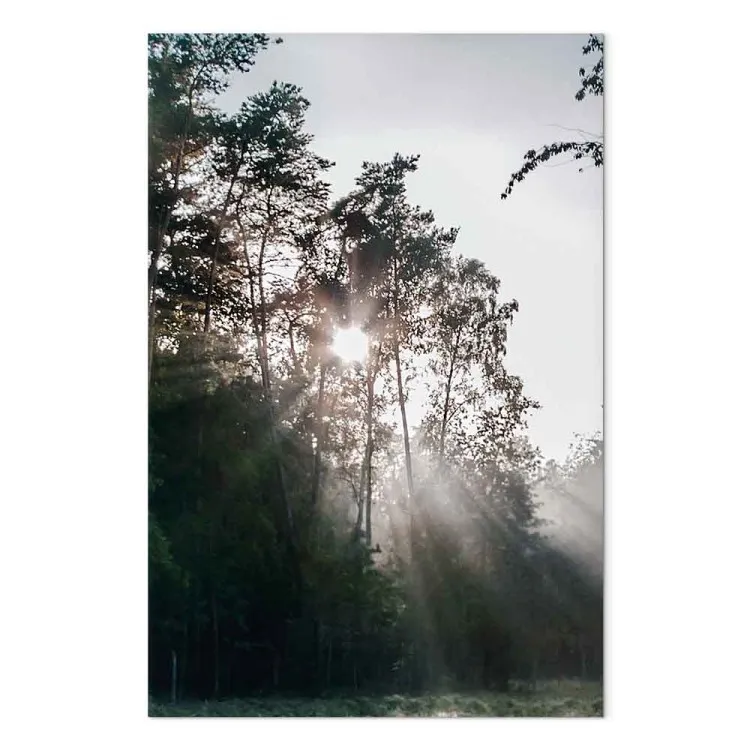 Sun get through the trees - photo of a forest landscape