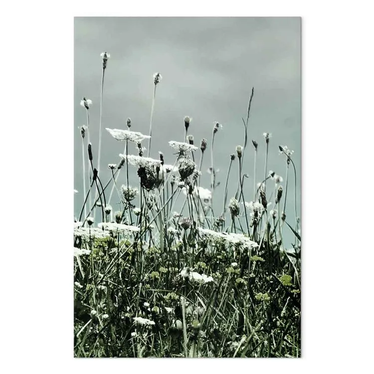 Field of white poppies - photo of landscape with gray sky